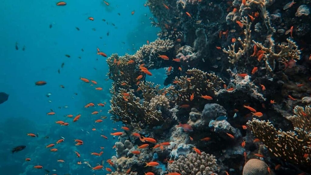 Νέα Τιμοκατάλογος Διαφημίσεων Instagram Νότια Κορέα 2025
