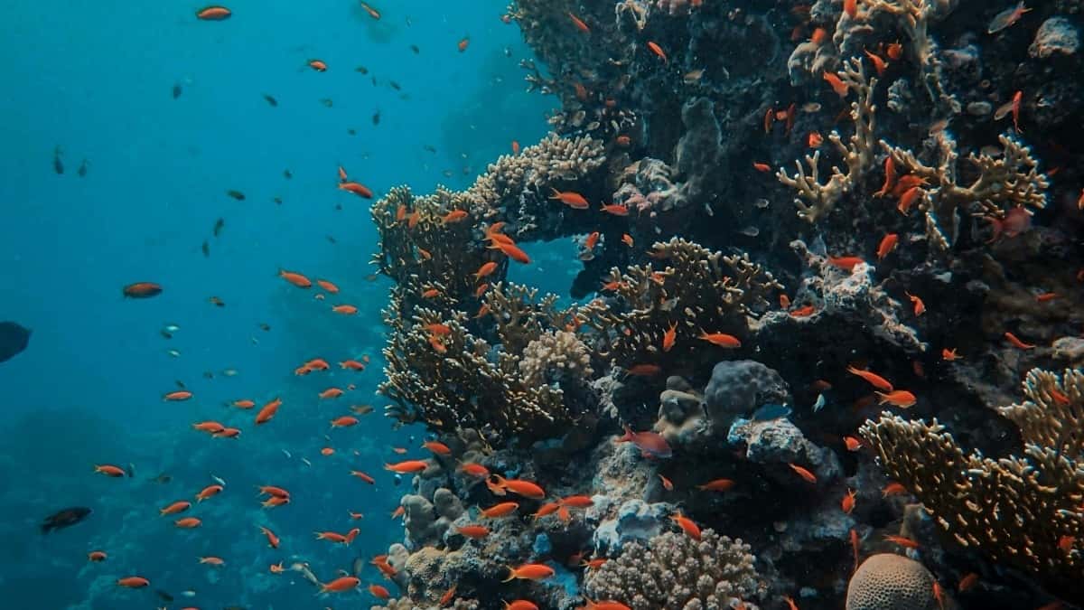 Νέα Τιμοκατάλογος Διαφημίσεων Instagram Νότια Κορέα 2025