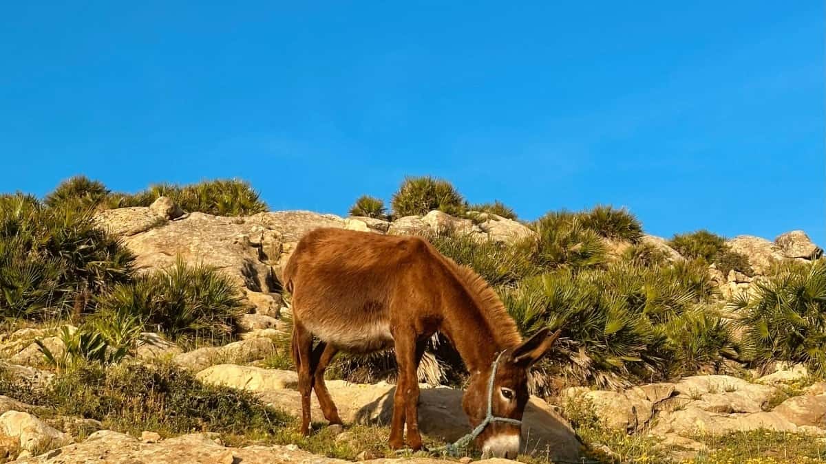 Διαφημιστές στην Ελλάδα: Πώς να βρείτε Ινδονησιακούς Line creators για fitness challenges