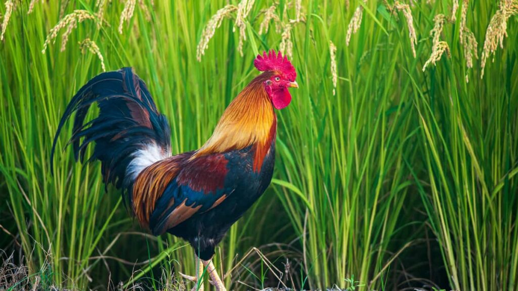 creators: , Rumble branded videos.