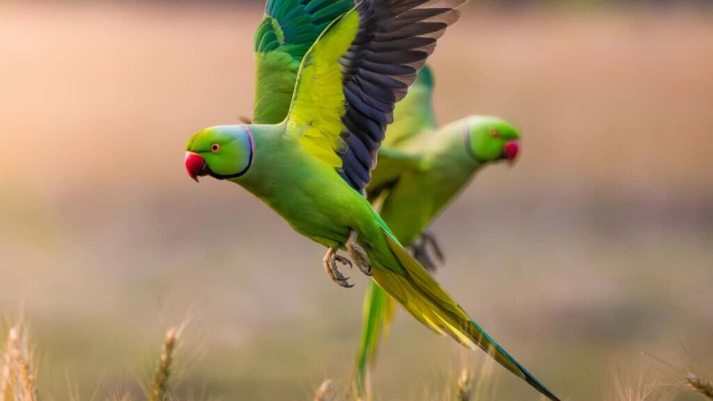 : creators Xiaohongshu PR UGC.