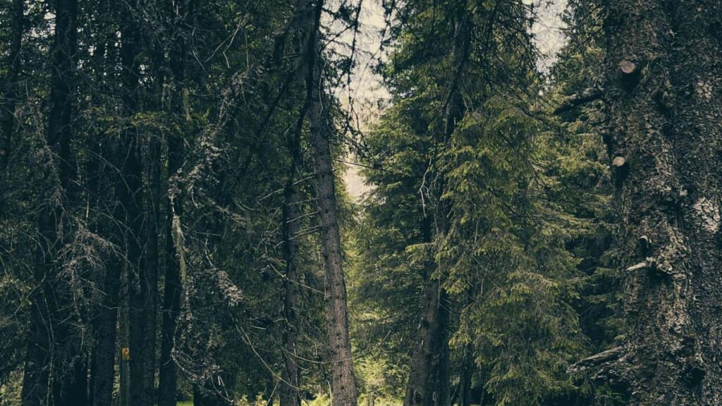 creators: brands Pinterest game publishers.