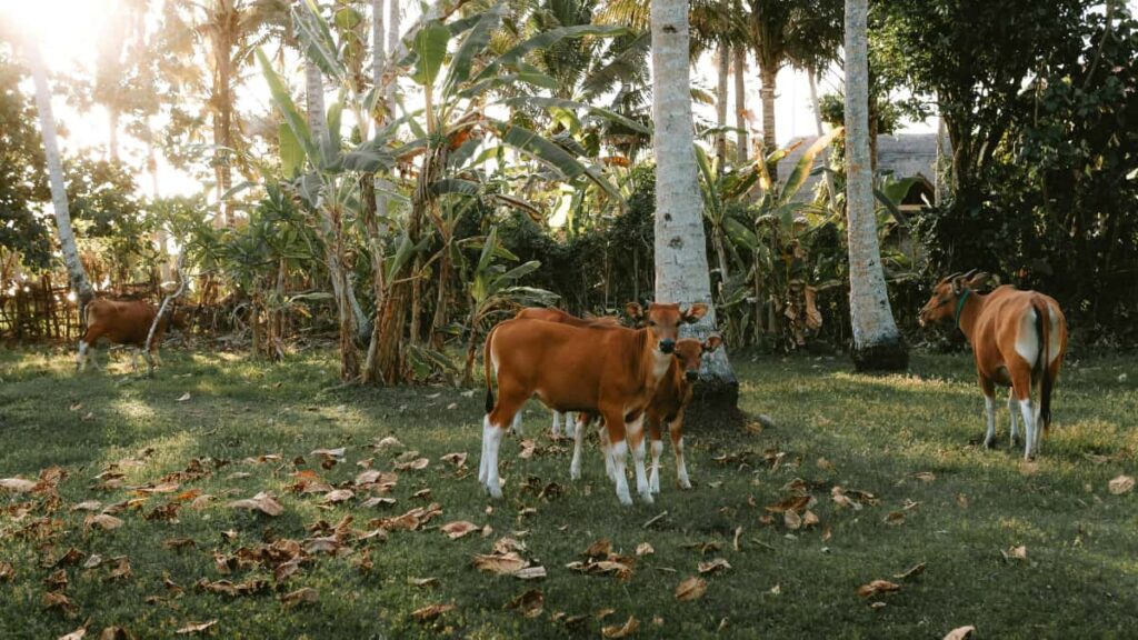 creators WhatsApp real-life event vlogs , .