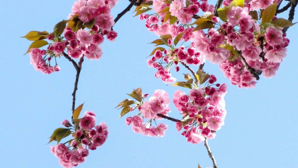 elearning: Tanzania Taobao, outreach .