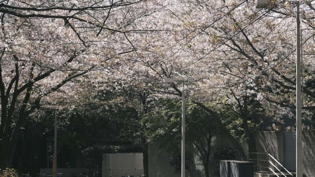 : , brands Amazon, .