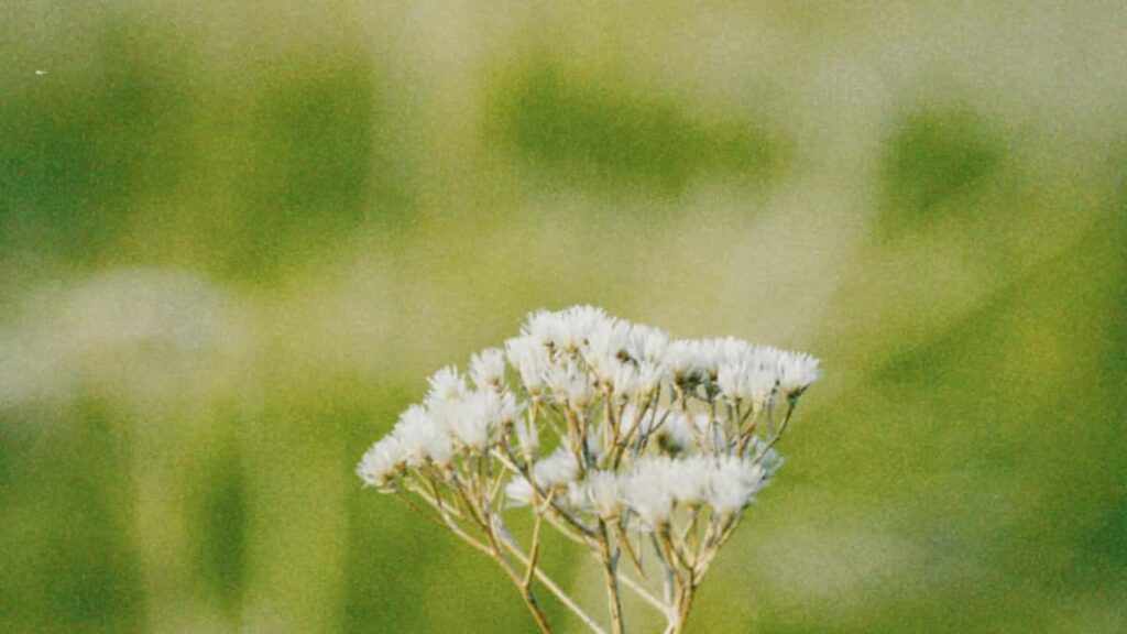 creators: , Laos brands Disney Plus.