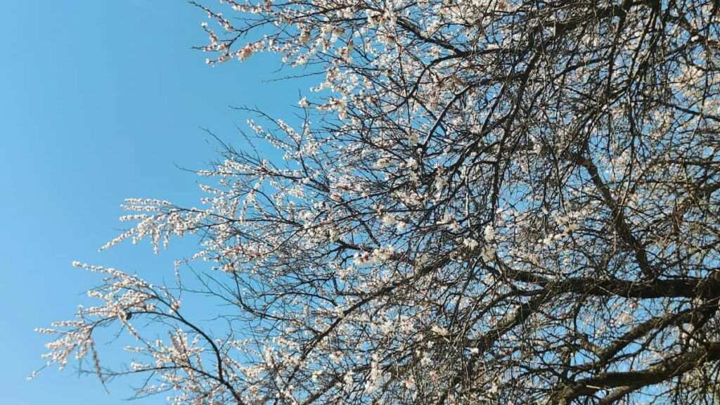 : SoundCloud creators APP influencer campaigns.