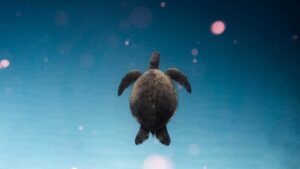 : Qatar Twitch creators .